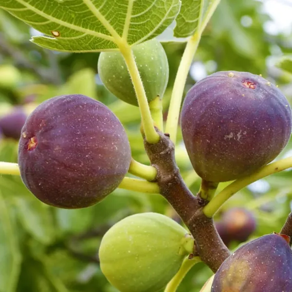 Highly_Benefited_Brown_Fig_Live_Fruit_Plant_(Hybrid,_Pack_Of_1)