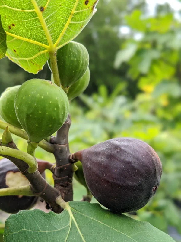 Highly_Benefited_Brown_Fig_Live_Fruit_Plant_(Hybrid,_Pack_Of_1)