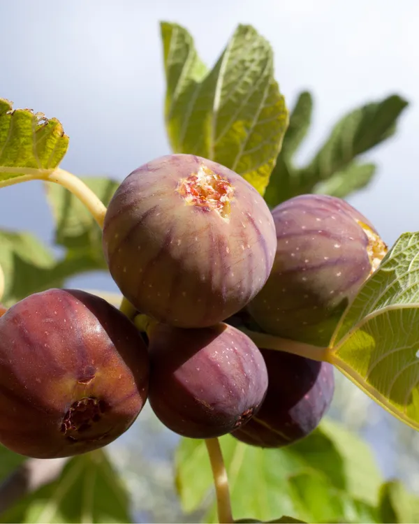 Highly_Benefited_Brown_Fig_Live_Fruit_Plant_(Hybrid,_Pack_Of_1)