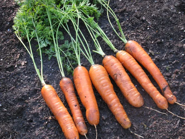 Highly_Benefited_Carrot_Seeds_-_200_gms_For_Your_Home_Garden,_Pack_Of_1