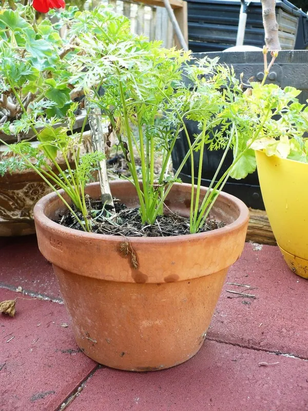 Highly_Benefited_Carrot_Seeds_-_200_gms_For_Your_Home_Garden,_Pack_Of_1