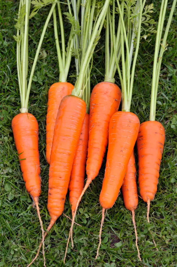 Highly_Benefited_Carrot_Seeds_-_200_gms_For_Your_Home_Garden,_Pack_Of_1