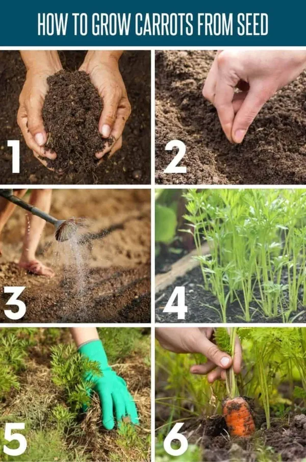 Highly_Benefited_Carrot_Seeds_-_200_gms_For_Your_Home_Garden,_Pack_Of_1
