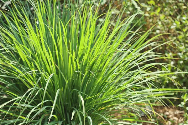 Highly_Benefited_Lemon_Grass_Plant,_Pack_Of_1