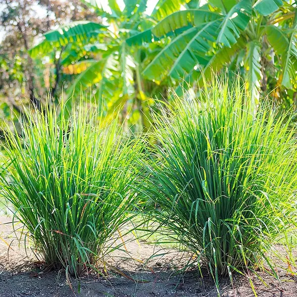 Highly_Benefited_Lemon_Grass_Plant,_Pack_Of_1