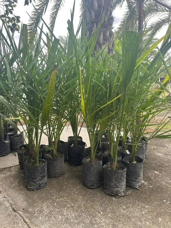 Hybrid_Arabian_Date_Live_Fruit_Plant_&_Tree_(1.5-3.5_Ft_Height)_For_Garden_Well_Watered_Date/Khajur_Highly_Benefited_Plant_(Pack_Of_1)
