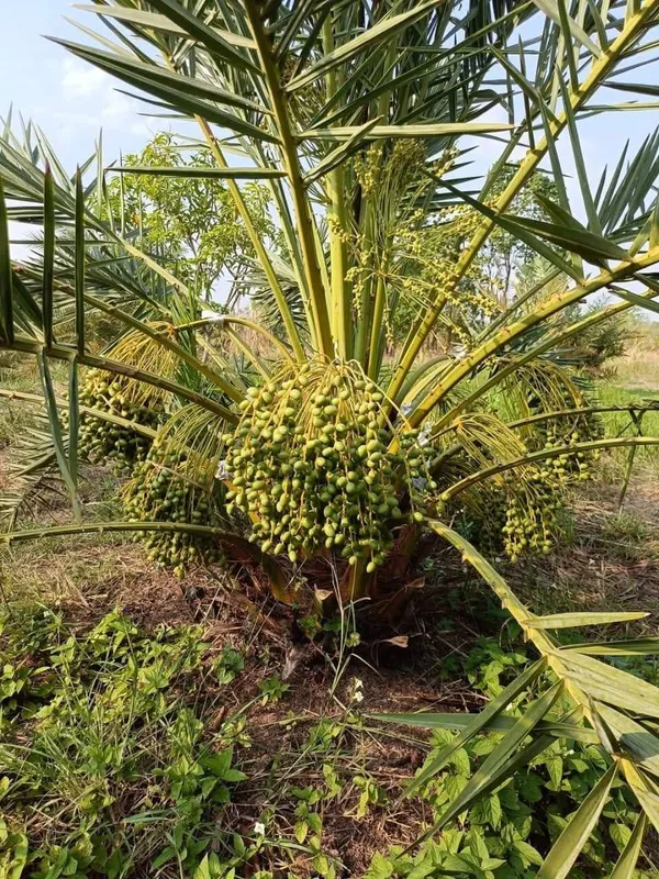 Hybrid_Arabian_Date_Live_Fruit_Plant_&_Tree_(1.5-3.5_Ft_Height)_For_Garden_Well_Watered_Date/Khajur_Highly_Benefited_Plant_(Pack_Of_1)