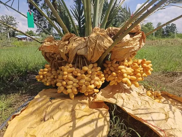 Hybrid_Arabian_Date_Live_Fruit_Plant_&_Tree_(1.5-3.5_Ft_Height)_For_Garden_Well_Watered_Date/Khajur_Highly_Benefited_Plant_(Pack_Of_1)