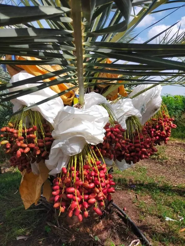 Hybrid_Arabian_Date_Live_Fruit_Plant_&_Tree_(1.5-3.5_Ft_Height)_For_Garden_Well_Watered_Date/Khajur_Highly_Benefited_Plant_(Pack_Of_1)