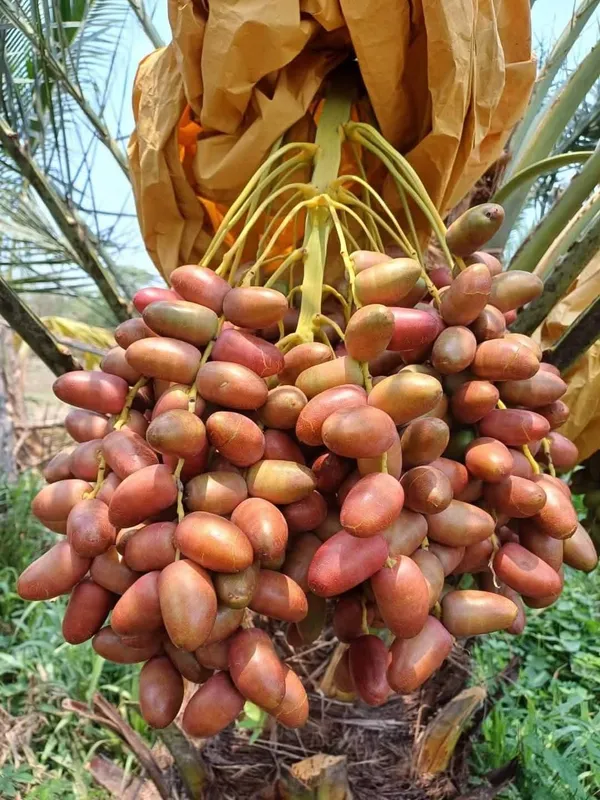 Hybrid_Arabian_Date_Live_Fruit_Plant_&_Tree_(1.5-3.5_Ft_Height)_For_Garden_Well_Watered_Date/Khajur_Highly_Benefited_Plant_(Pack_Of_1)