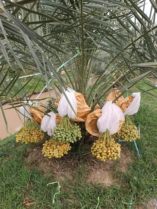Hybrid_Arabian_Date_Live_Fruit_Plant_&_Tree_(1.5-3.5_Ft_Height)_For_Garden_Well_Watered_Date/Khajur_Highly_Benefited_Plant_(Pack_Of_1)