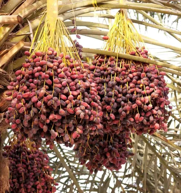 Hybrid_Barahi_Date/Khajur_Plant_&_Tree_For_Garden_(1.5-3.5_Ft_Height)_Pack_Of_1
