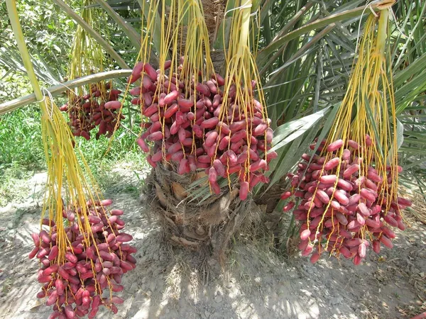 Hybrid_Barahi_Date/Khajur_Plant_&_Tree_For_Garden_(1.5-3.5_Ft_Height)_Pack_Of_1