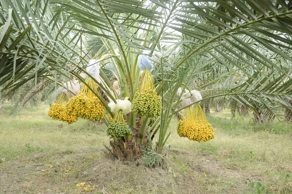 Hybrid_Barahi_Date/Khajur_Plant_&_Tree_For_Garden_(1.5-3.5_Ft_Height)_Pack_Of_1