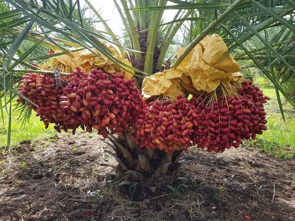 Hybrid_Barahi_Date/Khajur_Plant_&_Tree_For_Garden_(1.5-3.5_Ft_Height)_Pack_Of_1
