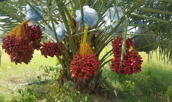 Hybrid_Barahi_Date/Khajur_Plant_&_Tree_For_Garden_(1.5-3.5_Ft_Height)_Pack_Of_1