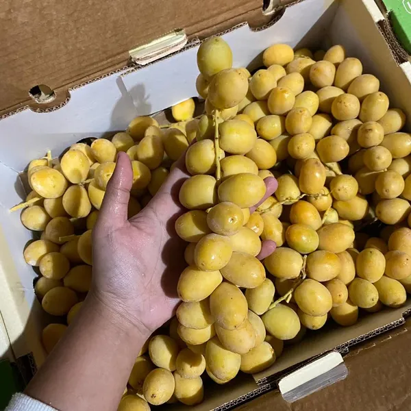 Hybrid_Barahi_Date/Khajur_Plant_&_Tree_For_Garden_(1.5-3.5_Ft_Height)_Pack_Of_1