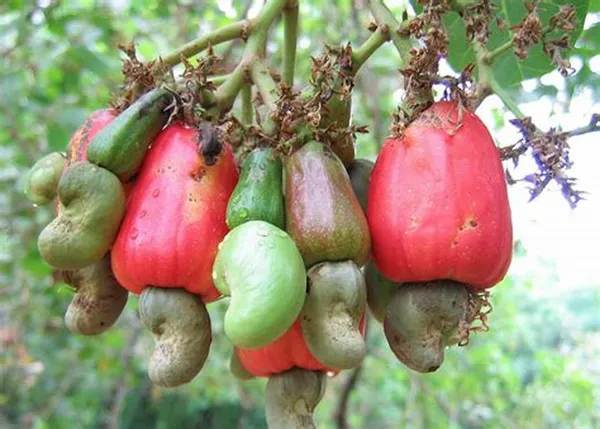 Hybrid_Cashew_Live_Fruit_Plant_&_Tree_For_Home_Garden_(Pack_Of_1)