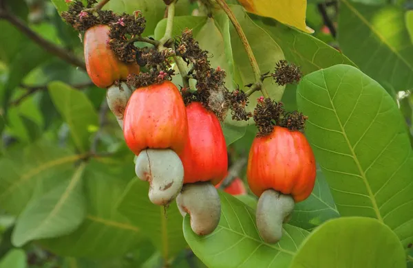 Hybrid_Cashew_Live_Fruit_Plant_&_Tree_For_Home_Garden_(Pack_Of_1)