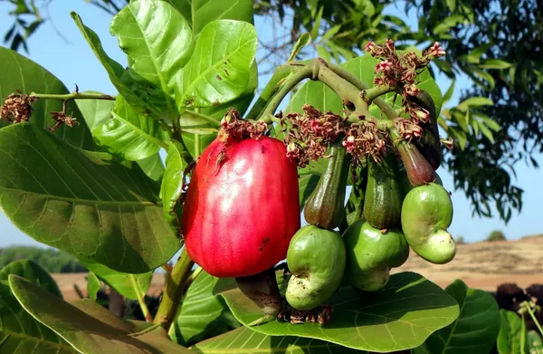 Hybrid_Cashew_Live_Fruit_Plant_&_Tree_For_Home_Garden_(Pack_Of_1)
