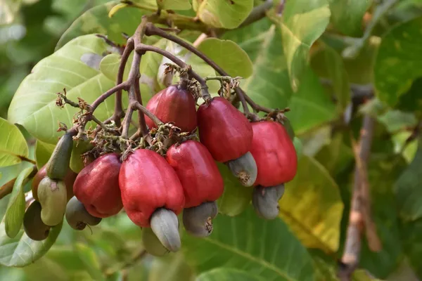 Hybrid_Cashew_Live_Fruit_Plant_&_Tree_For_Home_Garden_(Pack_Of_1)