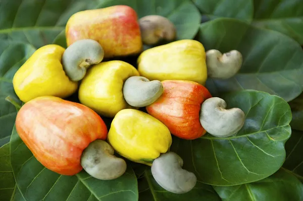 Hybrid_Cashew_Live_Fruit_Plant_&_Tree_For_Home_Garden_(Pack_Of_1)