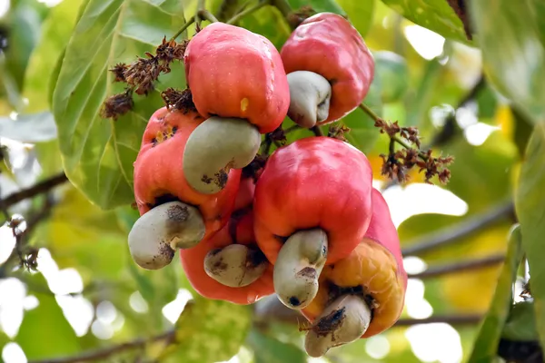 Hybrid_Cashew_Live_Fruit_Plant_&_Tree_For_Home_Garden_(Pack_Of_1)