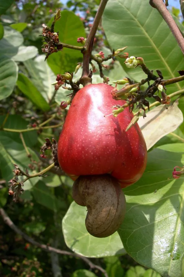 Hybrid_Cashew_Live_Fruit_Plant_&_Tree_For_Home_Garden_(Pack_Of_1)