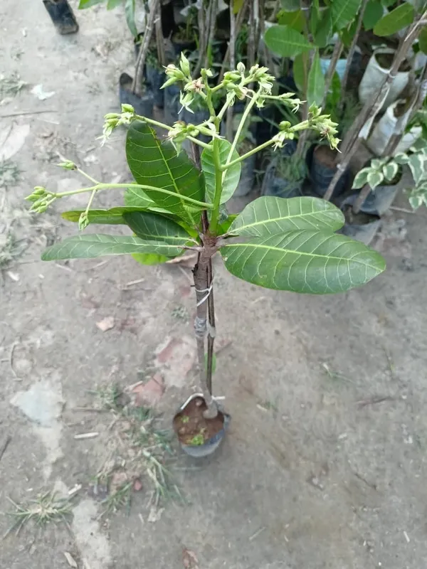 Hybrid_Cashew_Live_Fruit_Plant_&_Tree_For_Home_Garden_(Pack_Of_1)