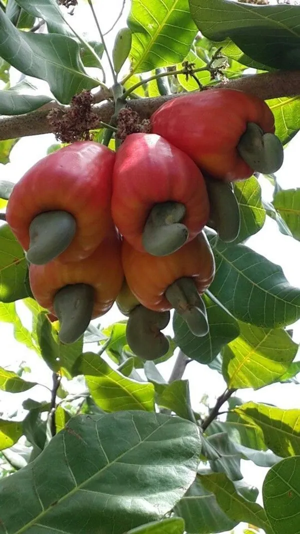 Hybrid_Cashew_Live_Fruit_Plant_&_Tree_For_Home_Garden_(Pack_Of_1)