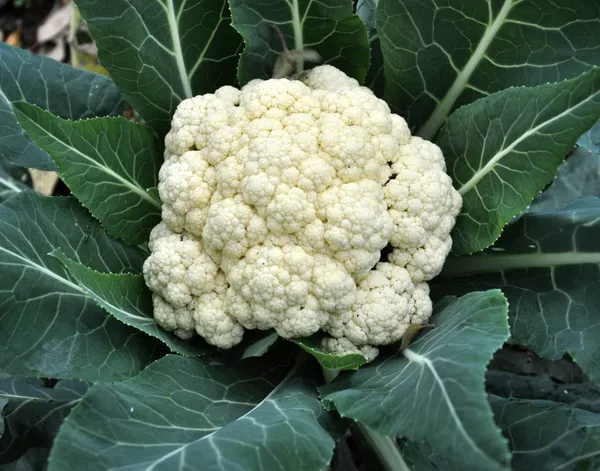 Hybrid_Cauliflower/Fulcopi_Seeds_For_Your_Home_Garden_(Pack_Of_1)