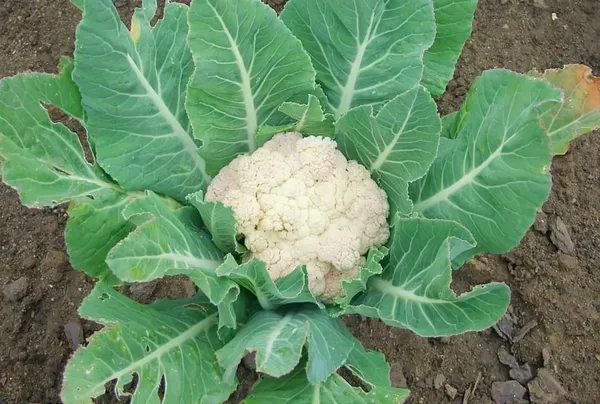 Hybrid_Cauliflower/Fulcopi_Seeds_For_Your_Home_Garden_(Pack_Of_1)