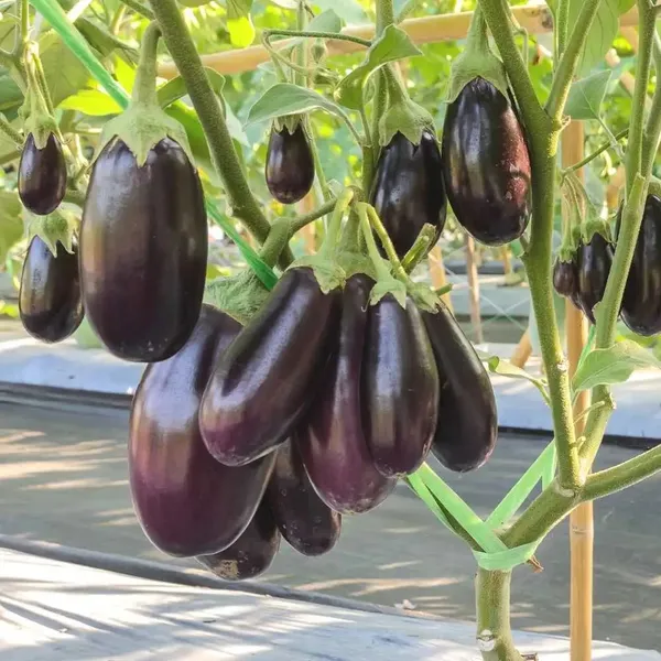 Black_Eggplant/Brinjal_Hybrid_Seeds_-_10_gms_For_Your_Garden,_Pack_Of_1