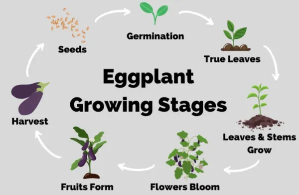 Black_Eggplant/Brinjal_Hybrid_Seeds_-_10_gms_For_Your_Garden,_Pack_Of_1