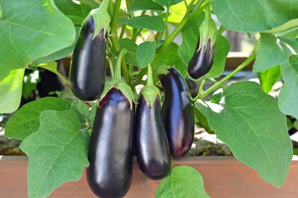 Black_Eggplant/Brinjal_Hybrid_Seeds_-_10_gms_For_Your_Garden,_Pack_Of_1
