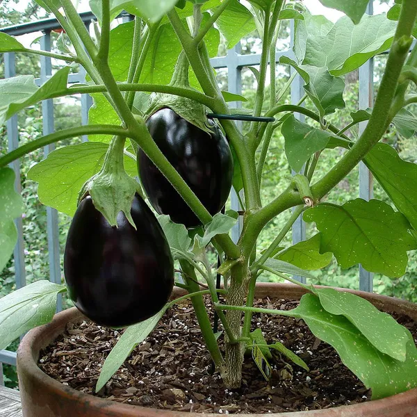 Black_Eggplant/Brinjal_Hybrid_Seeds_-_10_gms_For_Your_Garden,_Pack_Of_1