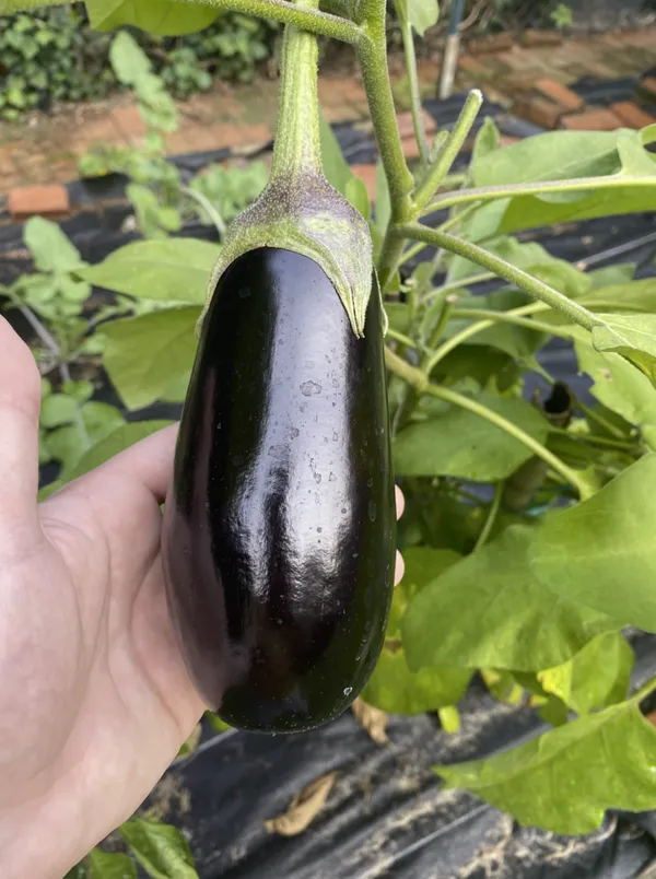 Black_Eggplant/Brinjal_Hybrid_Seeds_-_10_gms_For_Your_Garden,_Pack_Of_1