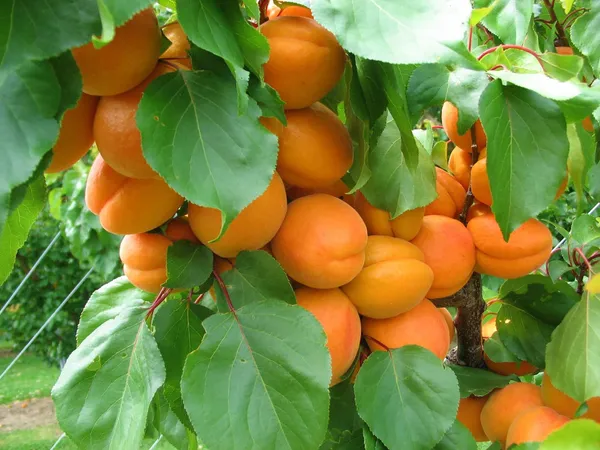 Hybrid_Golden_Apricot_(Grafted)_Fruit_Plant_&_Tree_For_Home_Garden_(Pack_Of_1)