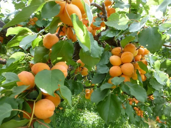 Hybrid_Golden_Apricot_(Grafted)_Fruit_Plant_&_Tree_For_Home_Garden_(Pack_Of_1)