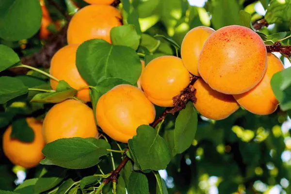 Hybrid_Golden_Apricot_(Grafted)_Fruit_Plant_&_Tree_For_Home_Garden_(Pack_Of_1)