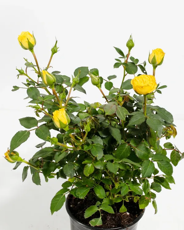 Hybrid_Golden_Rose_Plant_For_Your_Sweet_Home_Garden_Well_Watered_Rose_Plant_(1.5-2.5_Ft_Height)_Pack_Of_1