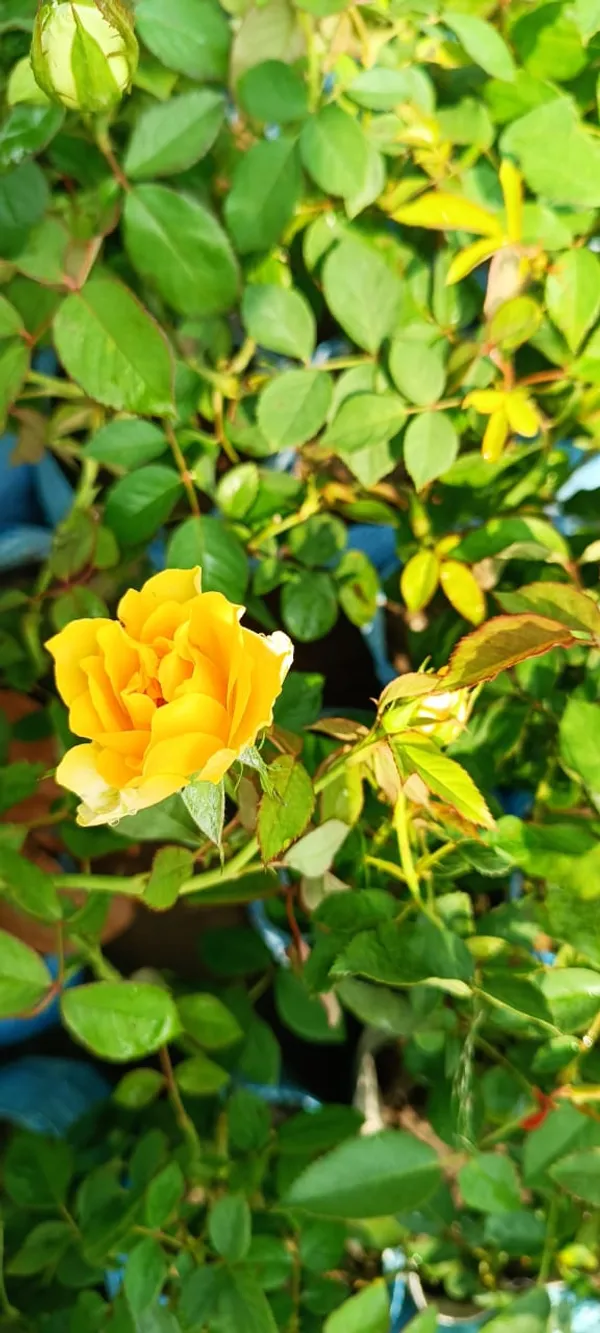 Hybrid_Golden_Rose_Plant_For_Your_Sweet_Home_Garden_Well_Watered_Rose_Plant_(1.5-2.5_Ft_Height)_Pack_Of_1