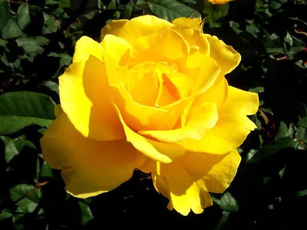 Hybrid_Golden_Rose_Plant_For_Your_Sweet_Home_Garden_Well_Watered_Rose_Plant_(1.5-2.5_Ft_Height)_Pack_Of_1