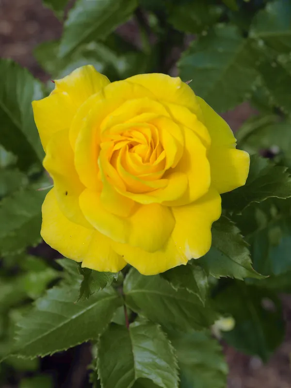 Hybrid_Golden_Rose_Plant_For_Your_Sweet_Home_Garden_Well_Watered_Rose_Plant_(1.5-2.5_Ft_Height)_Pack_Of_1