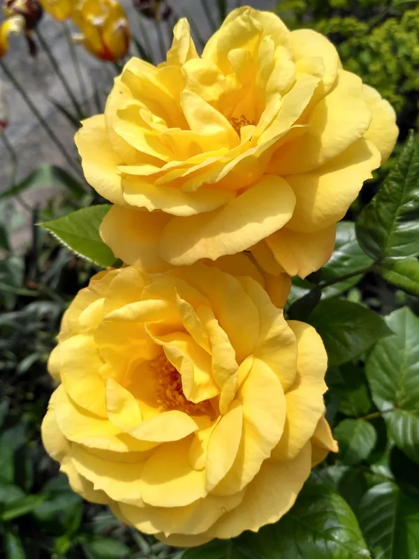 Hybrid_Golden_Rose_Plant_For_Your_Sweet_Home_Garden_Well_Watered_Rose_Plant_(1.5-2.5_Ft_Height)_Pack_Of_1