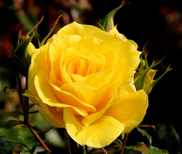 Hybrid_Golden_Rose_Plant_For_Your_Sweet_Home_Garden_Well_Watered_Rose_Plant_(1.5-2.5_Ft_Height)_Pack_Of_1