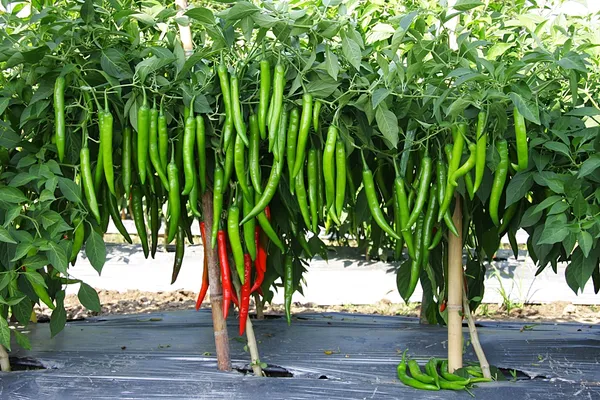 Hybrid_Green_Chili_Seeds-Hari_Mirch_(80_Seeds)_For_Garden,_Pack_Of_1-200_gms