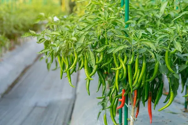 Hybrid_Green_Chili_Seeds-Hari_Mirch_(80_Seeds)_For_Garden,_Pack_Of_1-200_gms