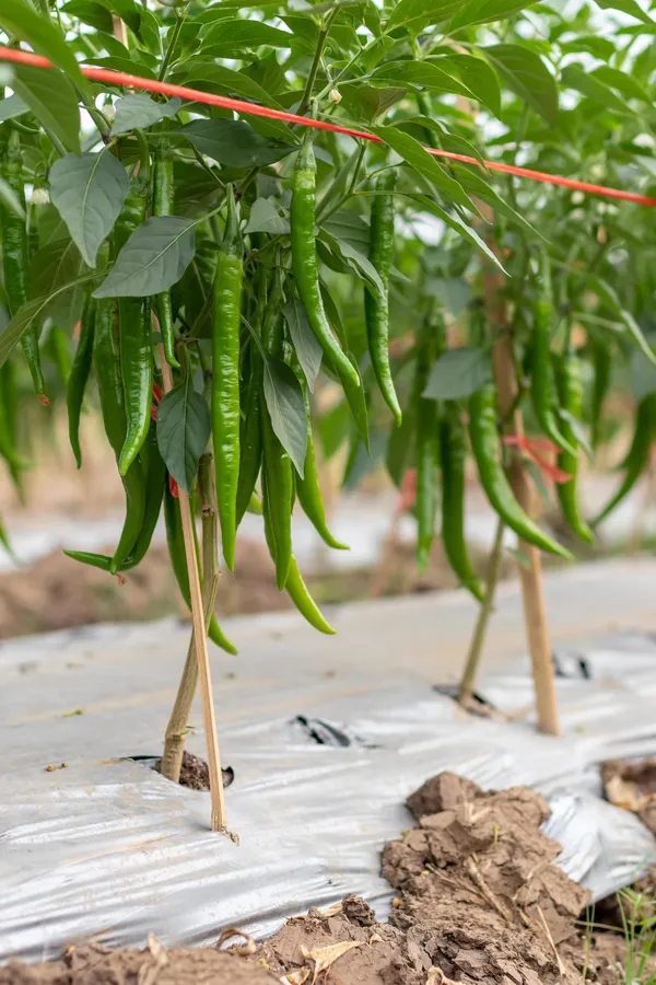 Hybrid_Green_Chili_Seeds-Hari_Mirch_(80_Seeds)_For_Garden,_Pack_Of_1-200_gms