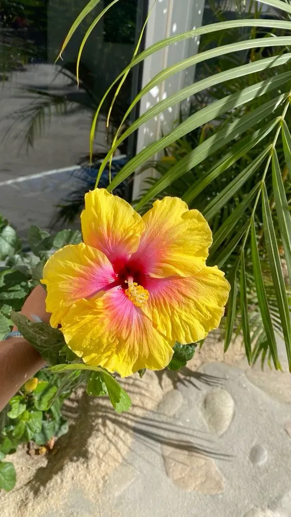 Hybrid_Hibiscus_Flower_Plant